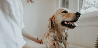 Pies u groomera