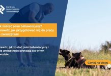 Jak zostać psim behawiorystą? Sprawdź, jak przygotować się do pracy ze zwierzętami
